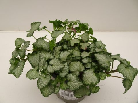 Lamium maculatum 'Pink Chablis'