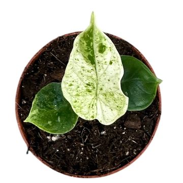 Alocasia 'Dragon Scale Mint'