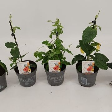 Thunbergia alata MIX