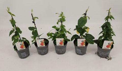 Thunbergia alata MIX