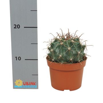 Ferocactus townsendianus
