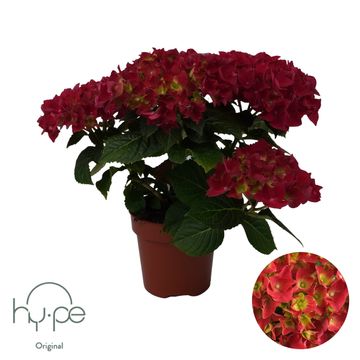 Hydrangea macrophylla MOPHEAD RED