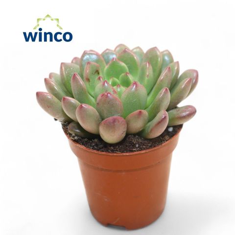 x Graptoveria 'Bashful'