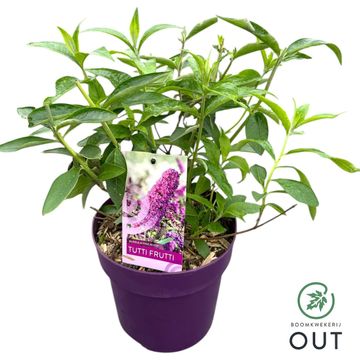 Buddleja FREE PETITE TUTTI FRUITTI