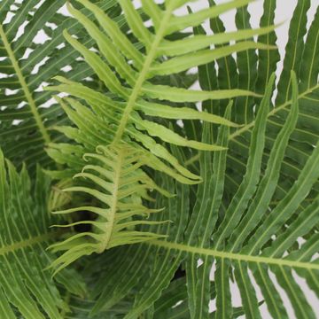 Blechnum gibbum 'Silver Lady'