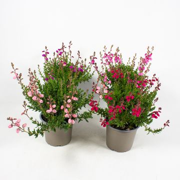Daboecia cantabrica 'Irish Princess'