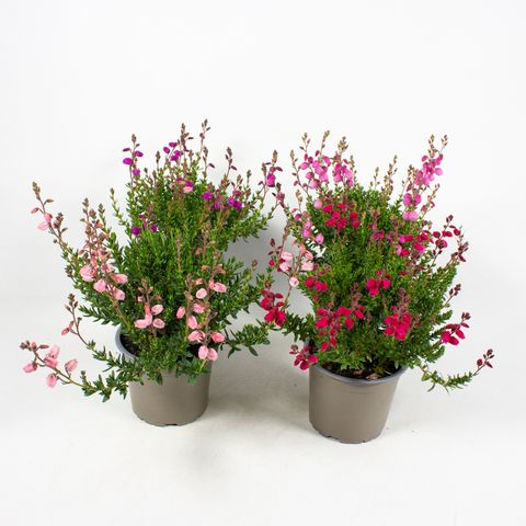Daboecia cantabrica 'Irish Princess'
