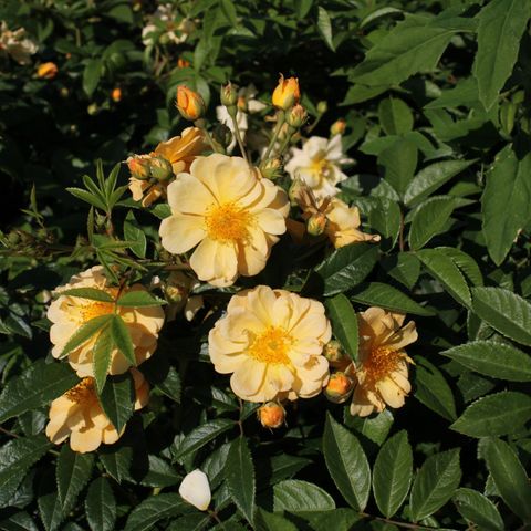 Rosa SUNNY SILUETTA