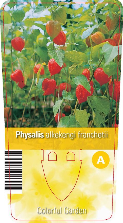 Physalis alkekengi franchetii