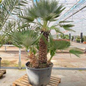 Chamaerops humilis