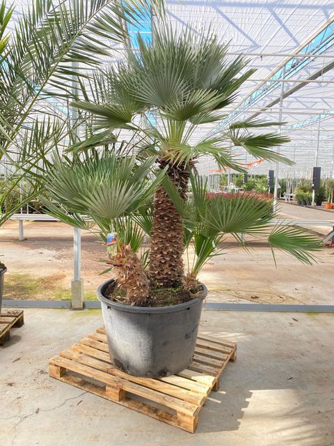 Chamaerops humilis