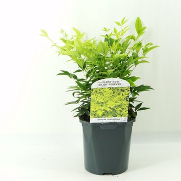 Nandina domestica MAGICAL LEMON & LIME