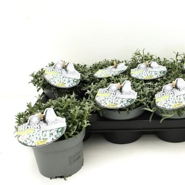 Cerastium tomentosum