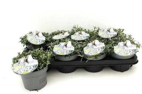 Cerastium tomentosum