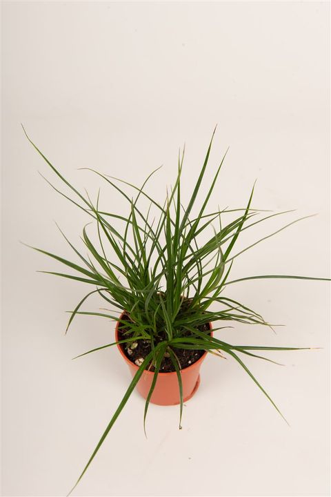 Carex brunnea