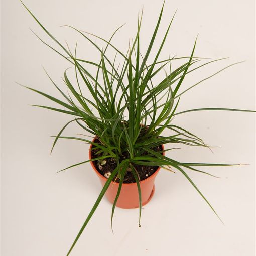 Carex brunnea