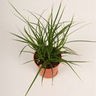 Carex brunnea