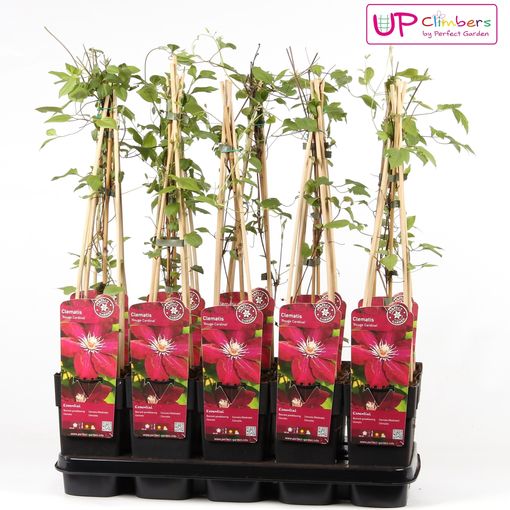 Clematis Rouge Cardinal T15 Cm H55 75 Cm Pflanzen Grosshandel Floraccess