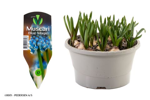 Muscari 'Blue Magic'