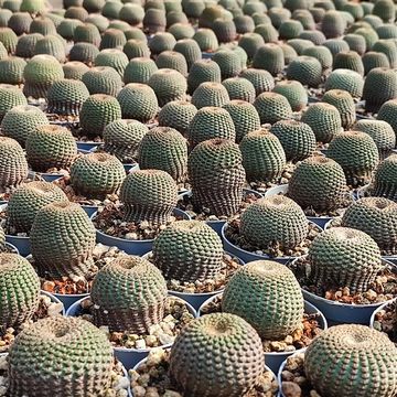 Lobivia famatinensis