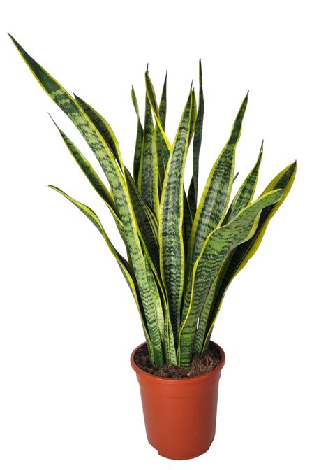 Sansevieria trifasciata 'Laurentii'