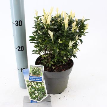 Euonymus japonicus PALOMA BLANCA