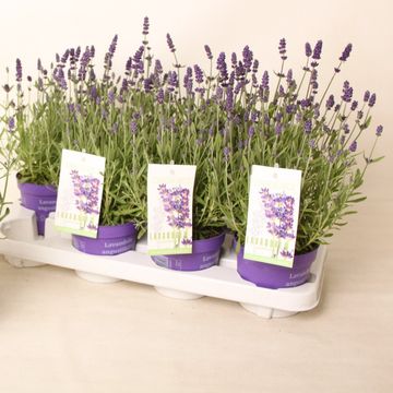 Lavandula angustifolia 'Хидкот'