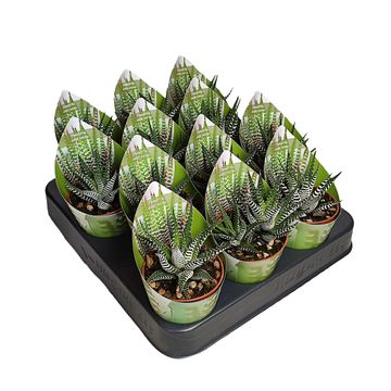 Haworthia attenuata 'Wide Zebra'