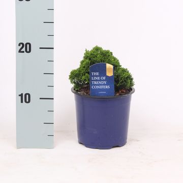 Chamaecyparis obtusa 'Nana Gracilis'