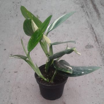 Philodendron 'Cobra'