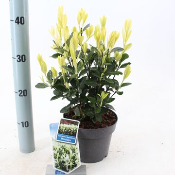 Euonymus japonicus HIMALAYA