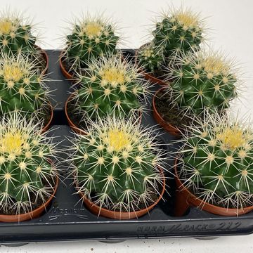 Echinocactus grusonii