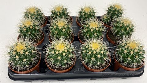 Echinocactus grusonii