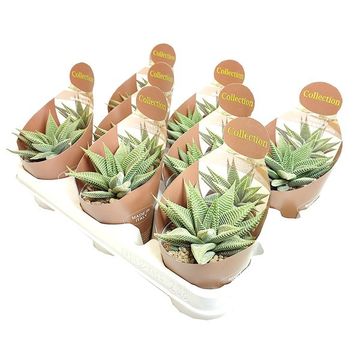 Haworthia limifolia SPIDER WHITE