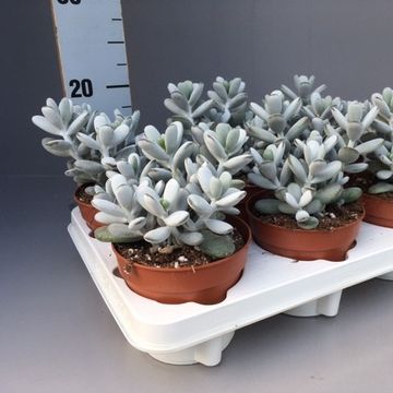 Cotyledon orbiculata