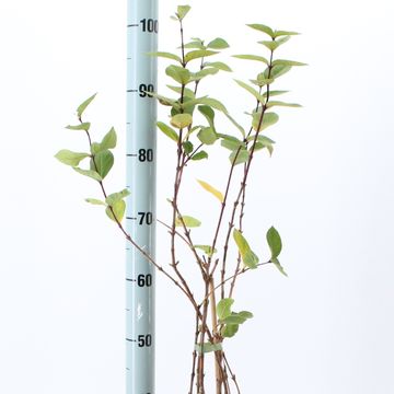 Lonicera fragrantissima