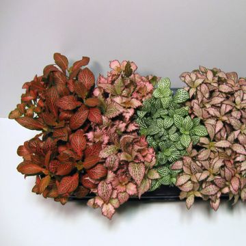 Fittonia MIX