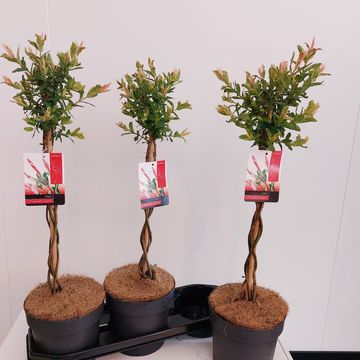 Salix integra 'Flamingo'