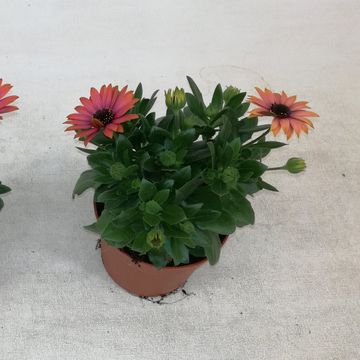 Osteospermum MARGARITA BRONZE FLARE