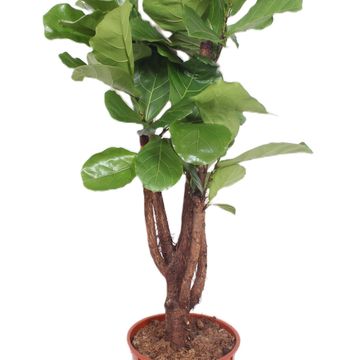 Ficus lyrata