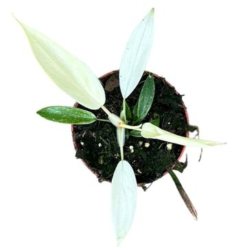 Filodendro FLORIDA GHOST