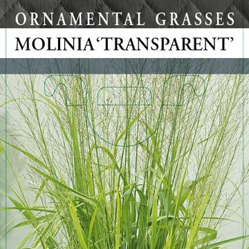 Molinia arundinacea 'Transparent'