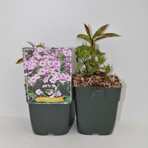 Phlox EARLY PINK CANDY