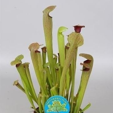 Sarracenia minor