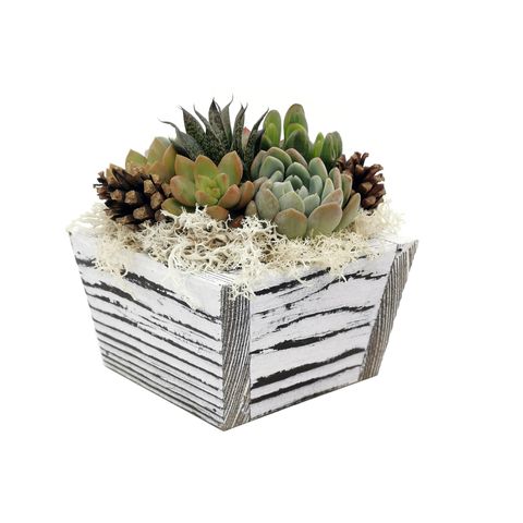 Arrangement Succulents