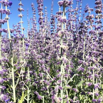 Perovskia atriplicifolia 'Little Spire'