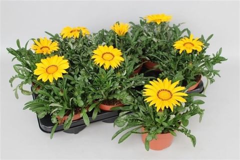 Gazania 'Kiss Yellow'