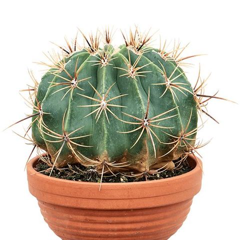 Ferocactus horridus brevispinus — Plant Wholesale FlorAccess