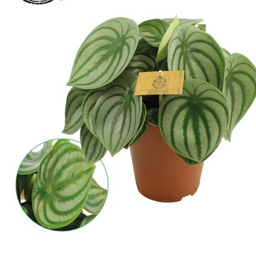 Peperomia argyreia