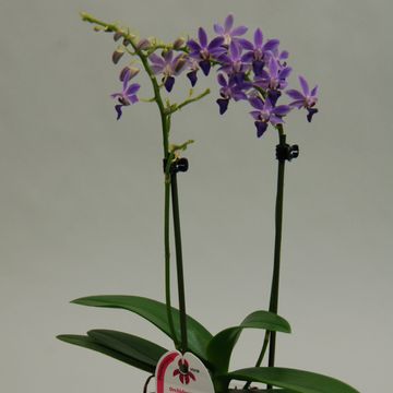 x Doritaenopsis Purple Gem 'Aida'